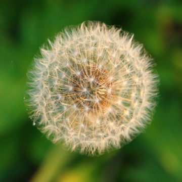 dandelion