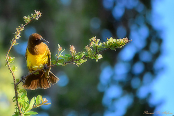 Yellow breast