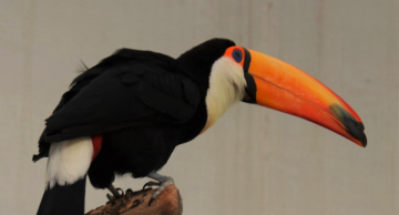 Toucan