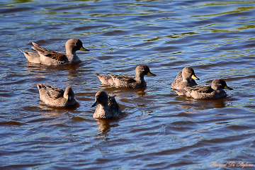 Little ducks