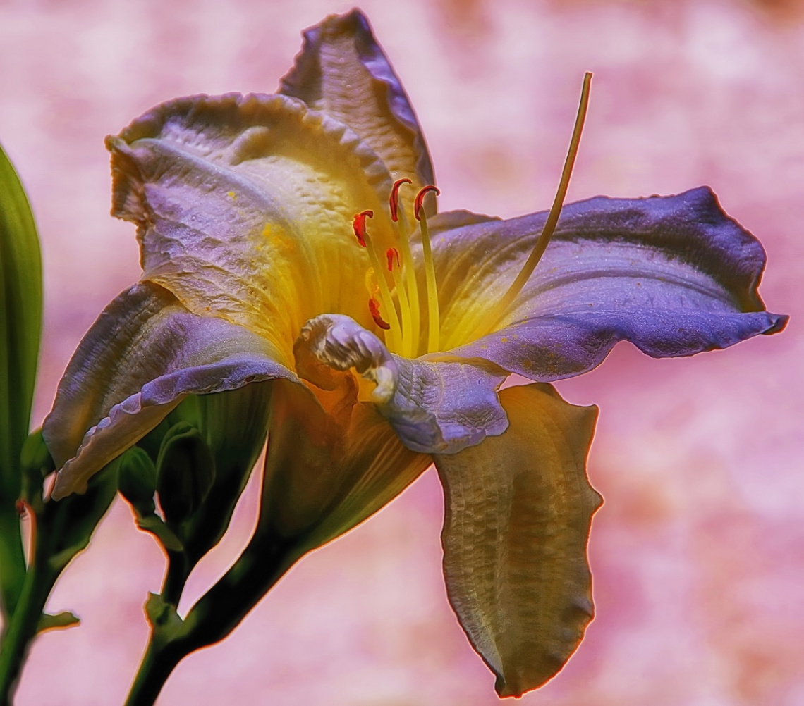 Lily