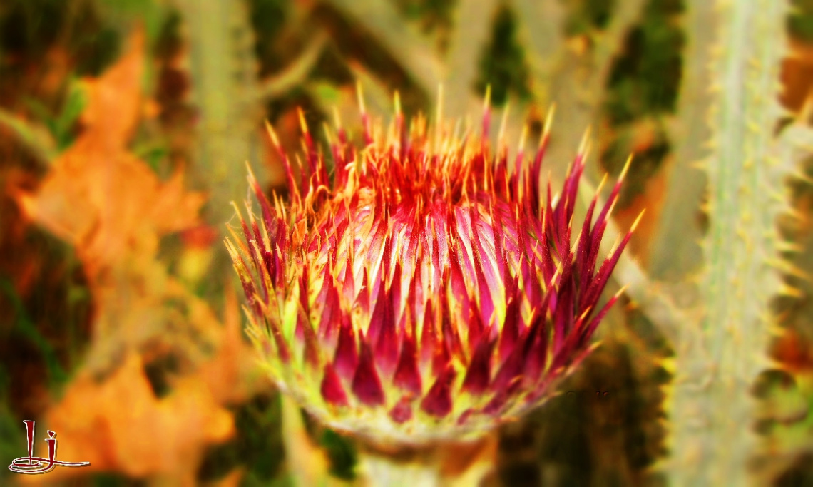 fiery spiney....