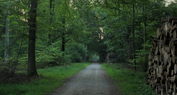 A walk in the forest