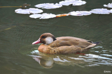 Gliding on the water