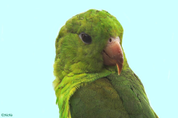 Parakeet