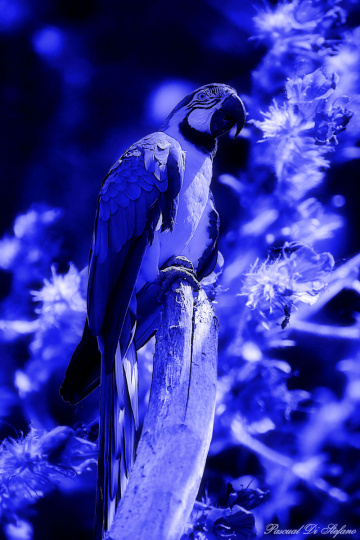Blue paradise