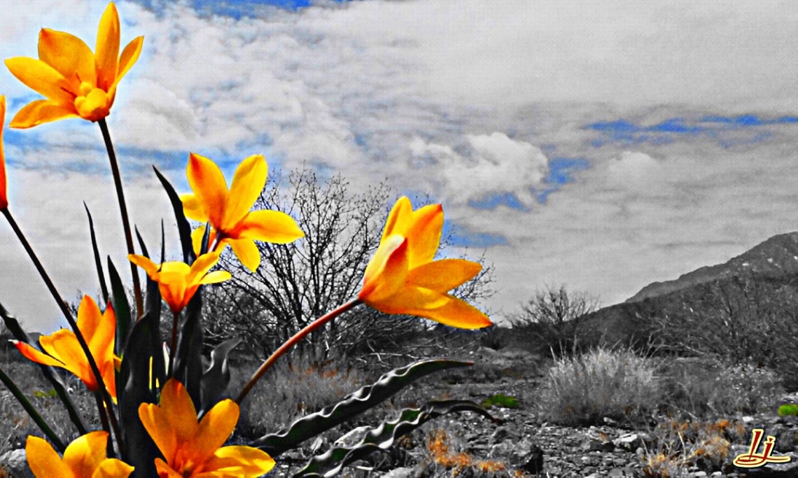 Wild valley Tulip of Balochistan