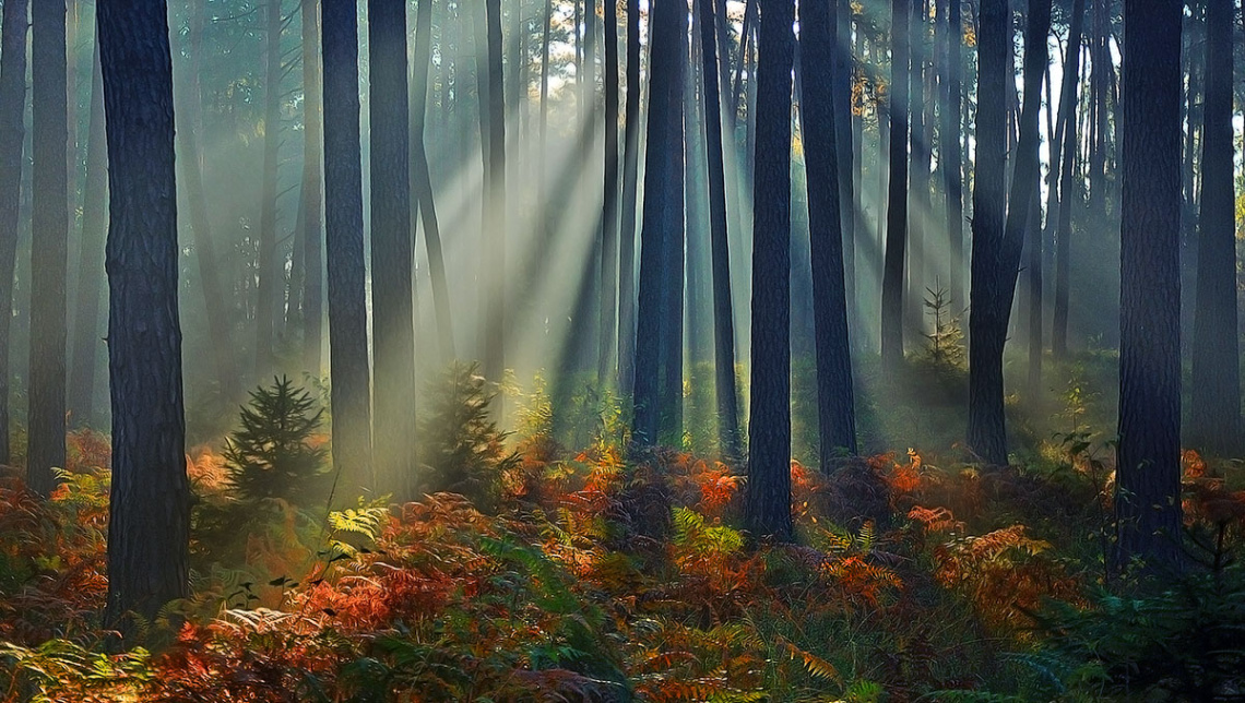 Sunny forest