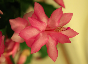 Flower view