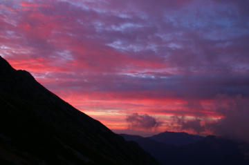 morning glory