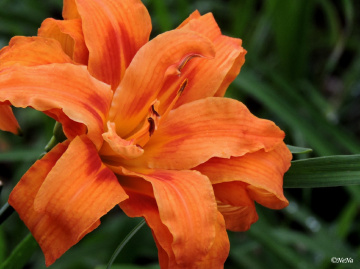 Orange flower