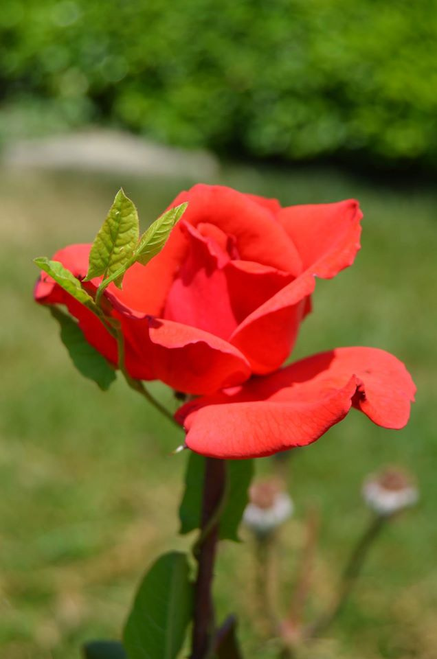 Gül/Rose