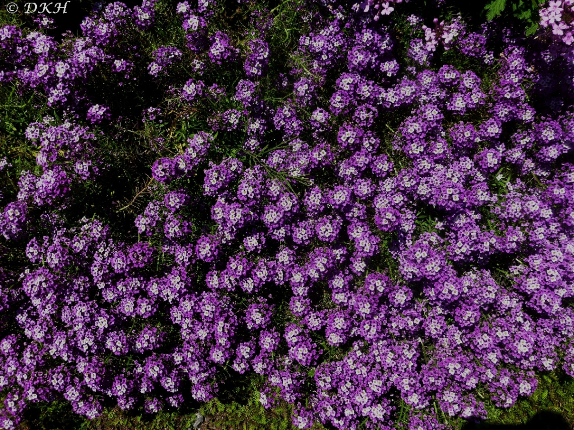 Blumenmeer