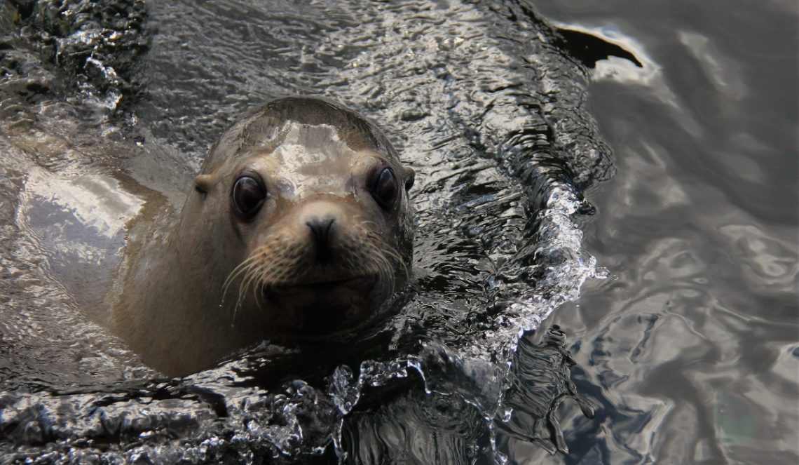 Sea lion