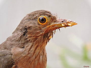 Baby Bird