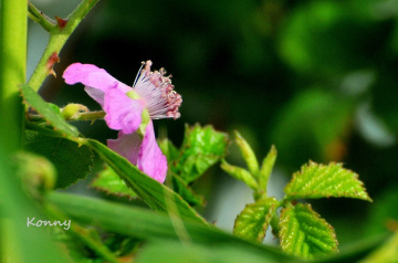 blackberry flower... 