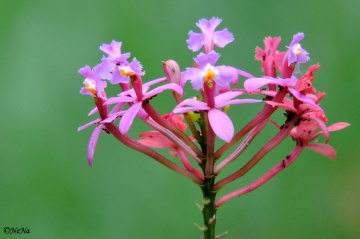 Mini Orchids