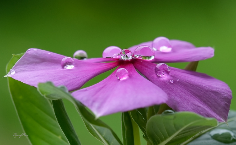 Flowers and dew