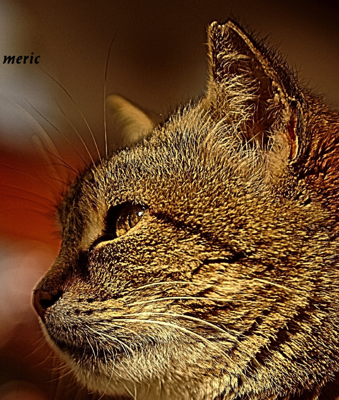 TEKiR