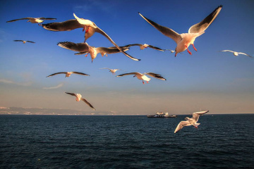 Marmara Martıları