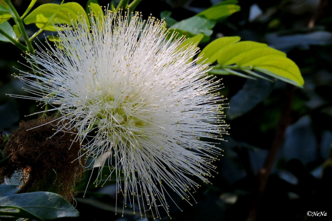 Calliandra harrisii