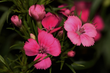 Green/Pink
