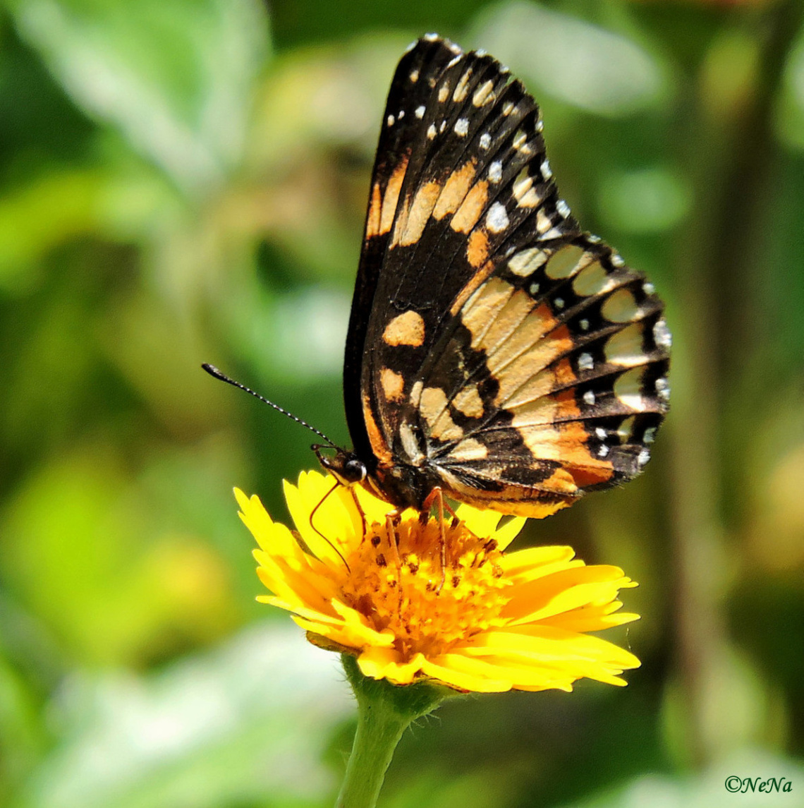 Beauties of nature
