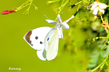 Butterfly & Yasemin 
