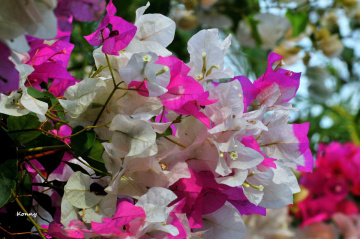 white - pink