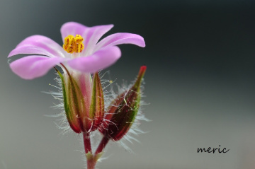 MAKRO
