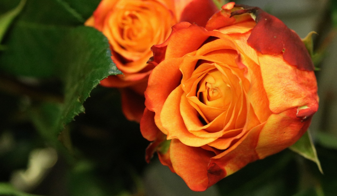 Rose moment...