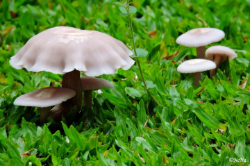 Mini Mushrooms