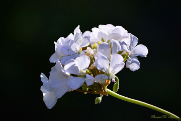 Purity