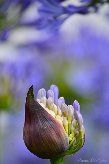 Agapanthus bud