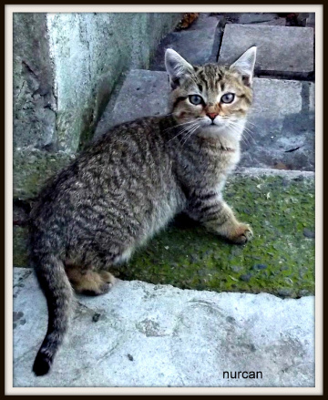 Ne oldu?