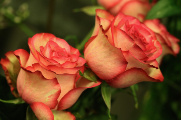 A rose moment