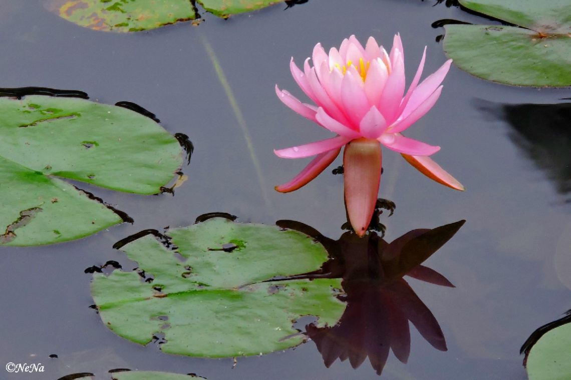 Water lily