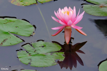 Water lily