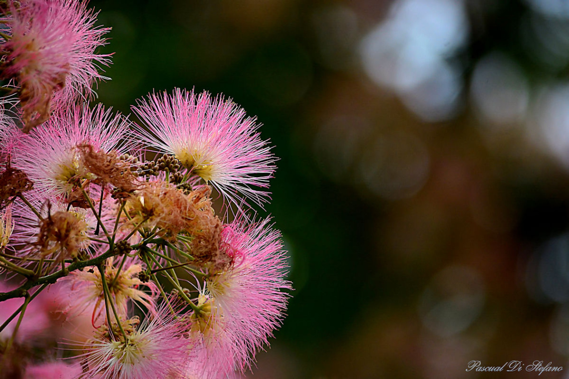 Albizia julibrissin