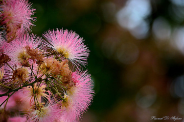 Albizia julibrissin