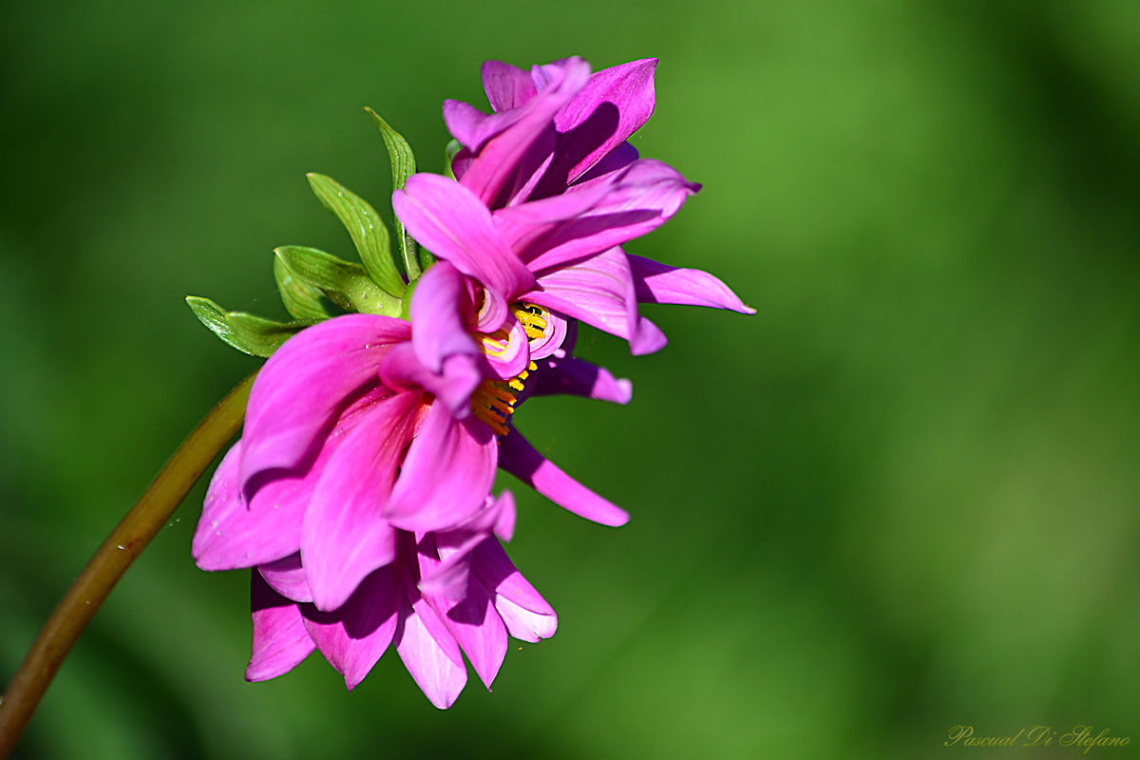 Dalia II