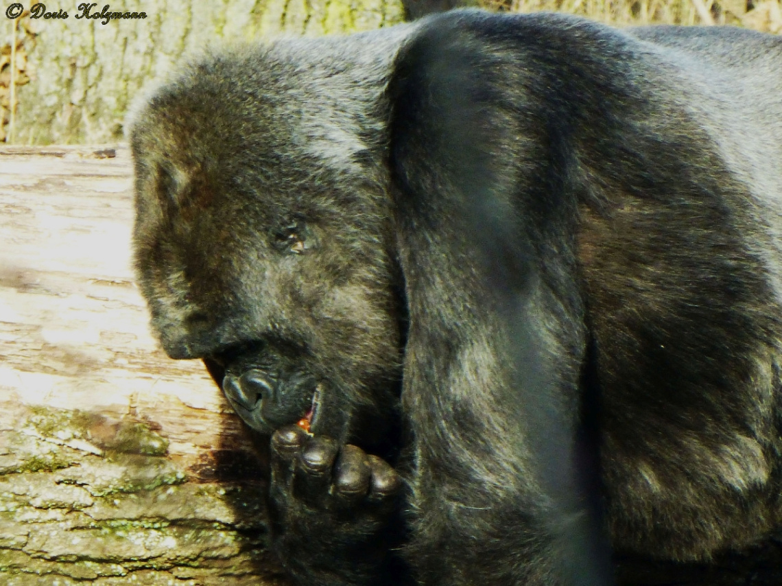 Gorilla