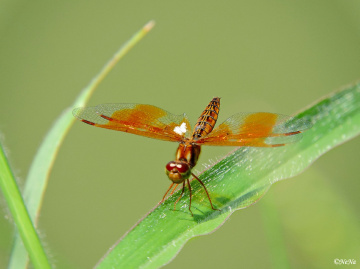 Mini Dragonfly