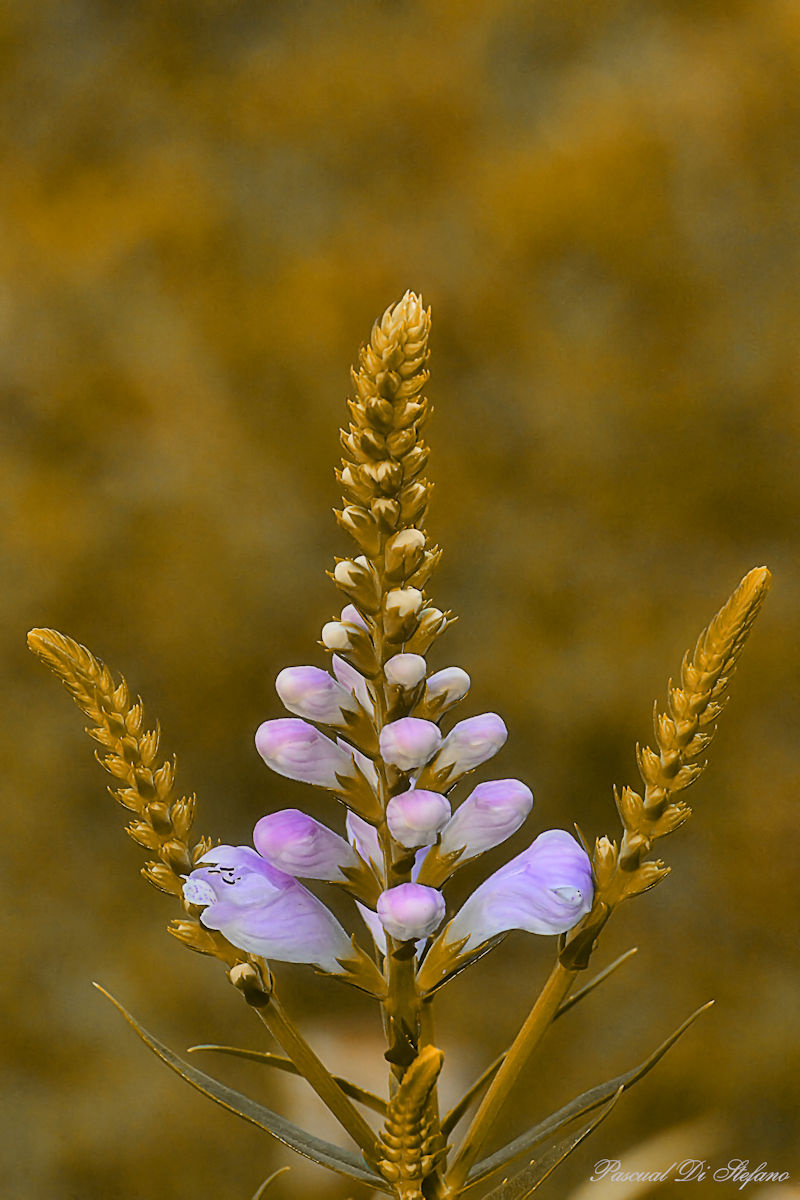 Golden flower
