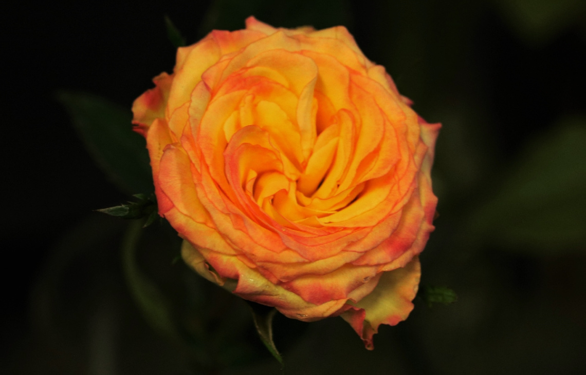 Rose moment