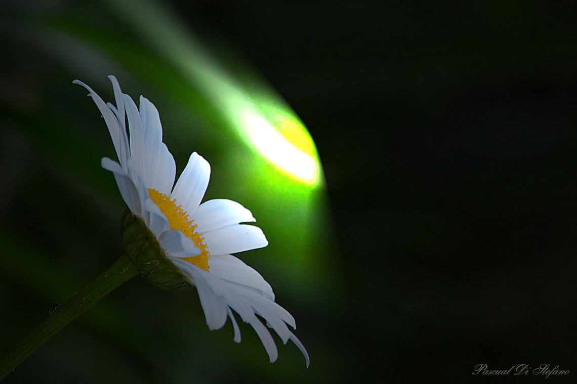 Shining for you