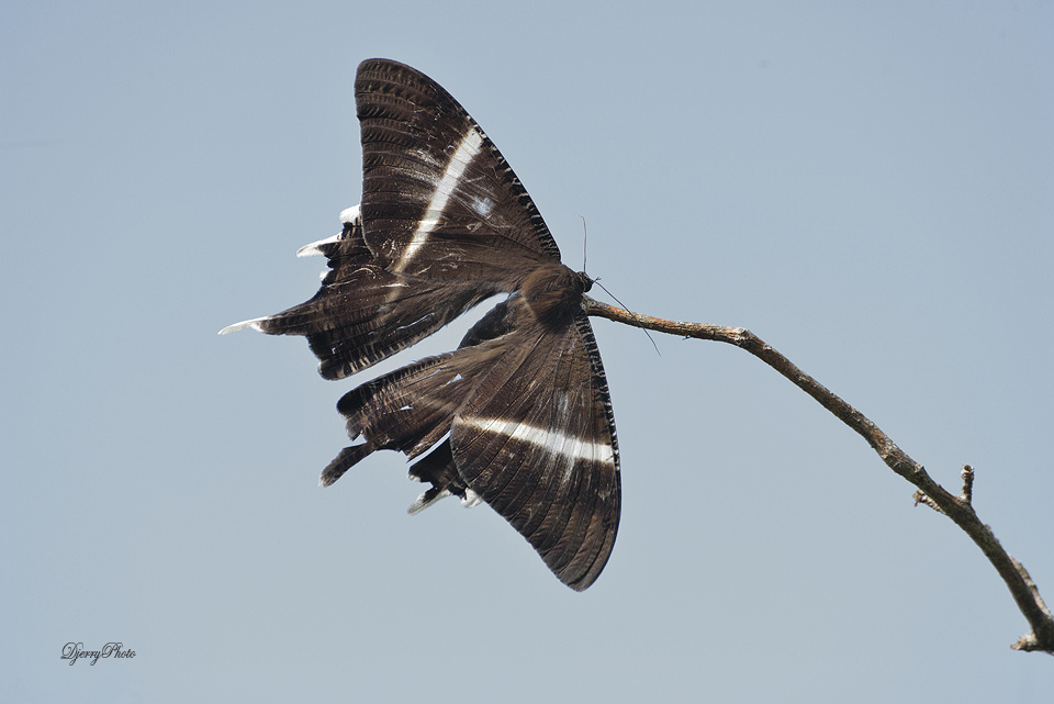 Big Butterfly 2