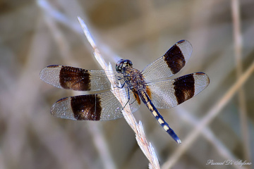Dragonfly