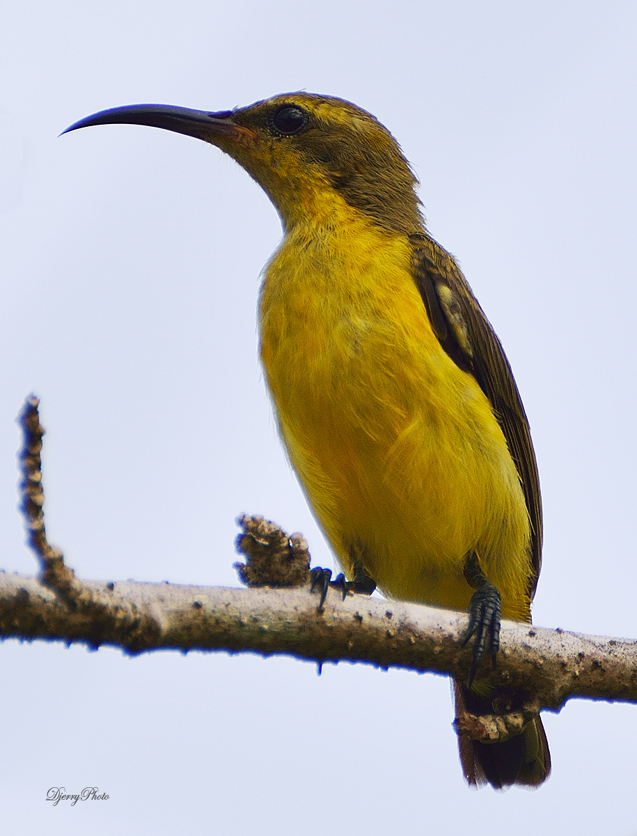 Sunbird