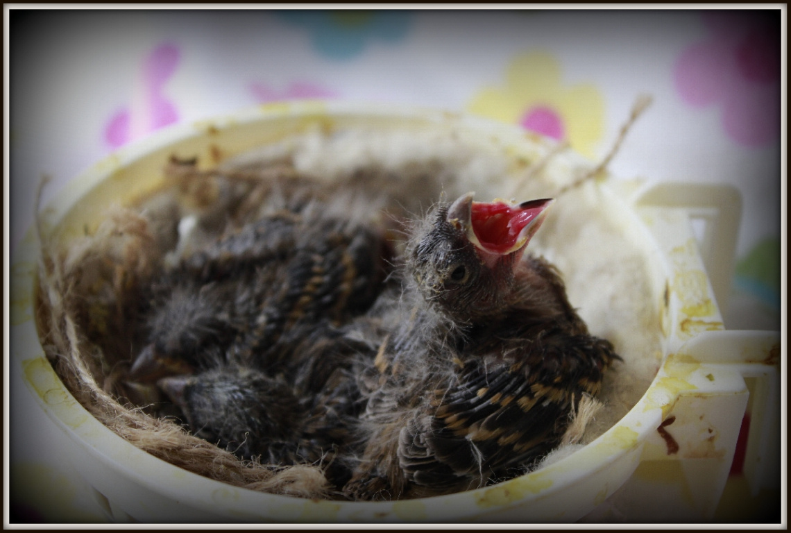 baby canary